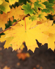 autumn leaves background