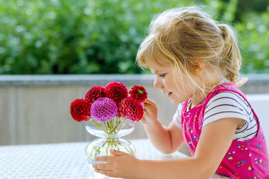 Portrait of little toddler girl admiring bouquet of blooming red and pink dahlia flowers. Cute happy child smelling and counting flower on sunny summer day.