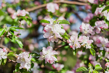 Blooming apple tree close up. Many colors of the fruit garden tree. Blooming garden trees. Floral romantic background. Abundantly flowering branches of an apple tree.