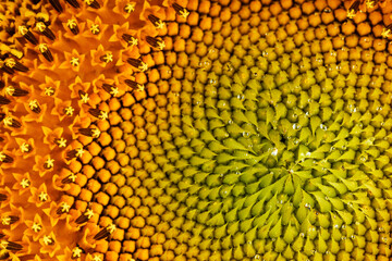 Sunflower close-up in the form of patterns and full-screen textures as the background.