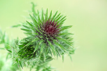 Close up of a milk thistle flower (Silybum marianum)
Purple milk thistle blossom on green blurred background. 
