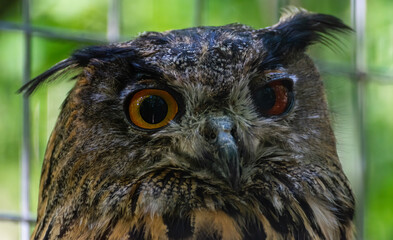 eule, bird, tier, schnabel, wild lebende tiere, natur, adler, feather, wild, auge,
