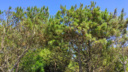 Fototapeta premium Pine trees at Rio de Moinhos Beach in Esposende, Portugal.