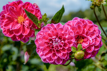 pink dahlia flowers in garden