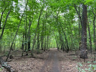 Forest thicket in the city forest