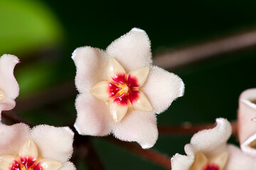 Hoya carnosa fluffy flowers on a blurred background. Macro photography.