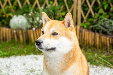 Naklejka na ściany i meble Shiba Inu male dog closeup portrait shot.