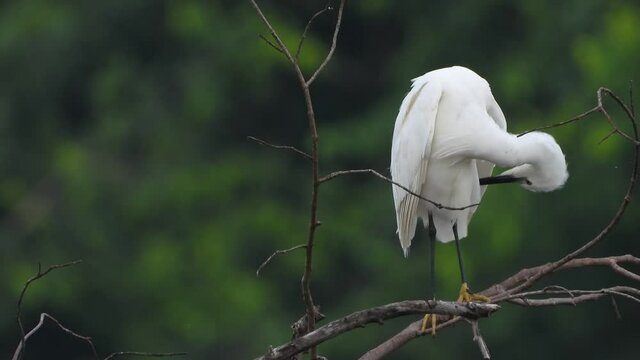 little egret Chilling on tree UHD 4k .