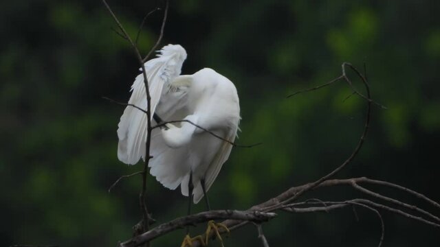 little egret Chilling on tree UHD Mp4 4k .