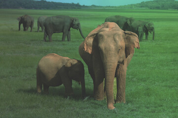 Fototapeta premium elephants in the wild