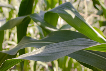 Close up view of green corn leaves. Sunny summer day.