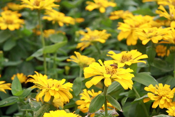 Colorful flower background, group of multicolor