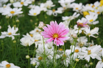 Colorful flower background, group of multicolor