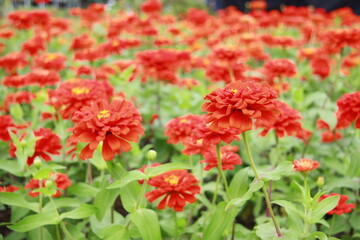 Colorful flower background, group of multicolor