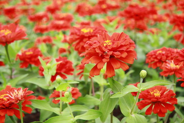 Colorful flower background, group of multicolor