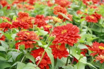 Colorful flower background, group of multicolor