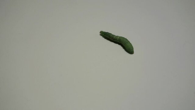 The grazed green caterpillar is looking for a way back to the grassy nature so that it can pupate and hatch like a beautiful butterfly