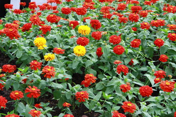 Colorful flower background, group of multicolor