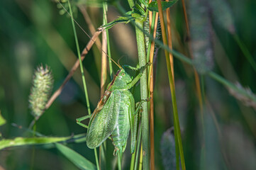 pasikonik śpiewający (Tettigonia cantans)