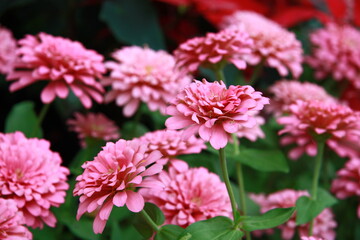 Colorful flower background, group of multicolor