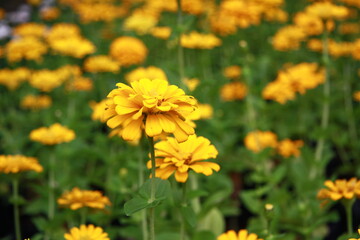 Colorful flower background, group of multicolor