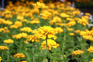 Colorful flower background, group of multicolor