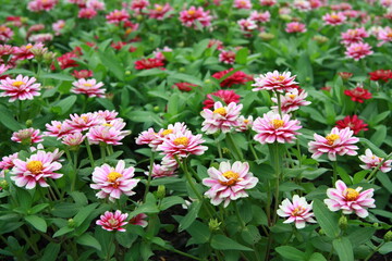 Colorful flower background, group of multicolor