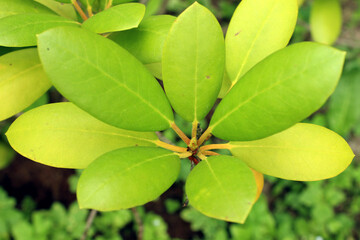 Vital leaves of rhododendron