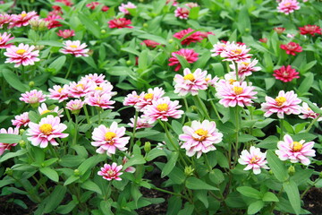 Colorful flower background, group of multicolor