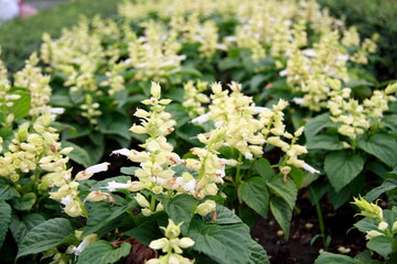 Colorful flower background, group of multicolor