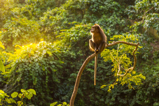 Monkey in a forest in Ubud during a sunset, Bali, Indonesia