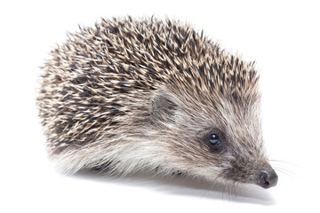 Hedgehog isolate on white background