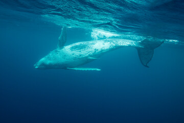 Fototapeta premium Humpback whale calf playing at the surface, Pacific Ocean, Kingdom of Tonga.