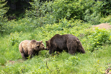 B&auml;renpaar begegnen sich