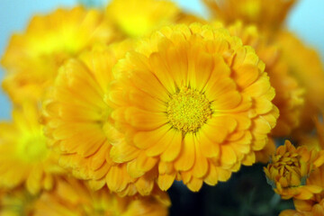 Blooming pot marigold flowers
