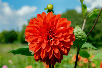 red dahlia flower in garden