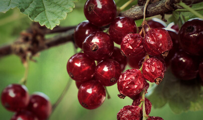 Fresh and dried red currants