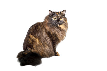 Adult cat tortoiseshell coloring, isolated. Cute tricolor cat on a white background. Studio photography cut out for design or advertising.