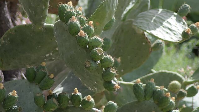 Cactus with green fruits, prickly pear, Axarquia, Spain