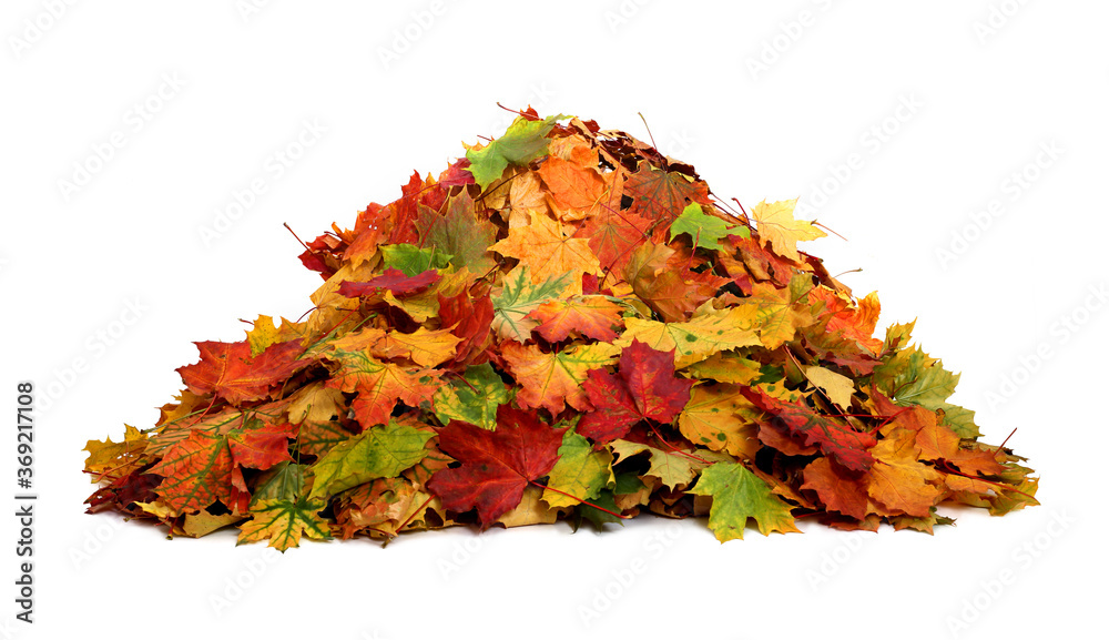 Canvas Prints pile of autumn colored leaves isolated on white background.a heap of different maple dry leaf .red a