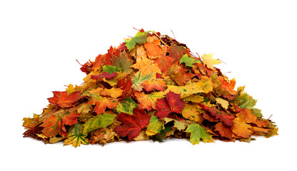 Pile of autumn colored leaves isolated on white background.A heap of different maple dry leaf .Red and colorful foliage colors in the fall season - Powered by Adobe