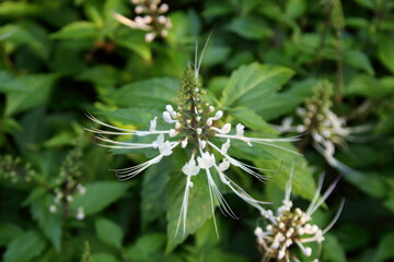 Kidney Tea Plant brush in nuture and blur green background, Thailand. Another name is Cat's whiskers, Java tea.