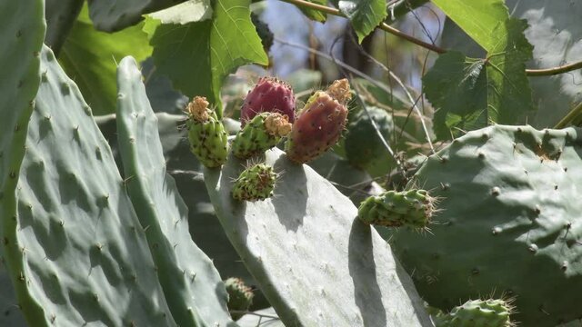 Cactus with fruits, prickly pear, Opuntia ficus indica