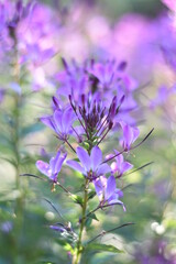 Obraz premium Blühende Spinnenblume (Cleome)