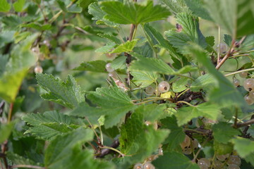 ripe gooseberries in the summer garden on a beautiful July day