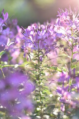 Obraz premium Blühende Spinnenblume (Cleome)