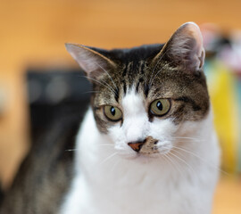 興味津々な猫　　キジトラ猫