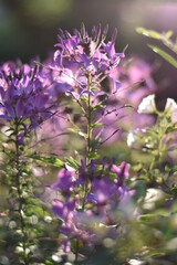 Blühende Spinnenblume (Cleome)