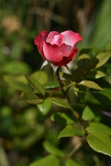 Einzelne Rosenblüte
