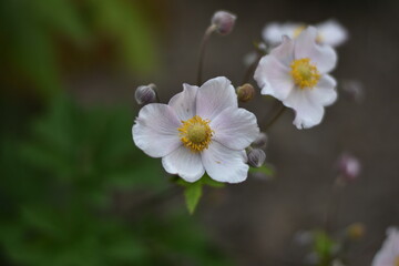 Blühende Herbst-Anemone (Anemone hupehensis)